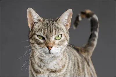 À quoi sert la queue du chat ?
