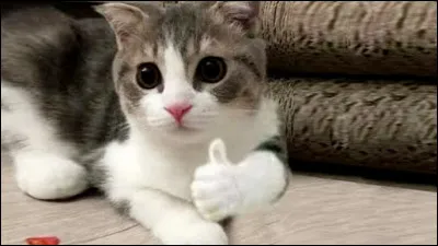 Combien de doigts possède le chat ?