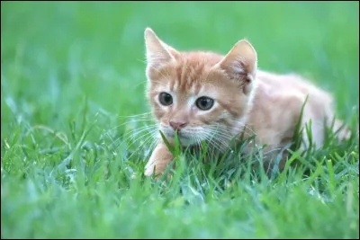 À quoi servent les coussinets du chat ?
