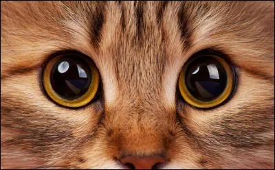 De quelle couleur sont les yeux d'un chaton qui vient de naître ?