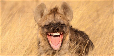 De quelle grande famille de mammifères fait partie la hyène ?