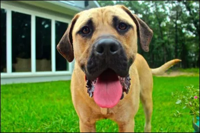 À quelle race appartient ce chien ?