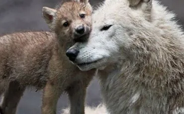 Quiz Animaux