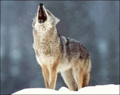 De quelle manière vois-tu le loup ?