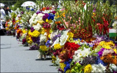Quelle fleur préfères-tu ?