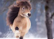 Test Quelle race de poneys est faite pour toi ? (Test pour adolescents )