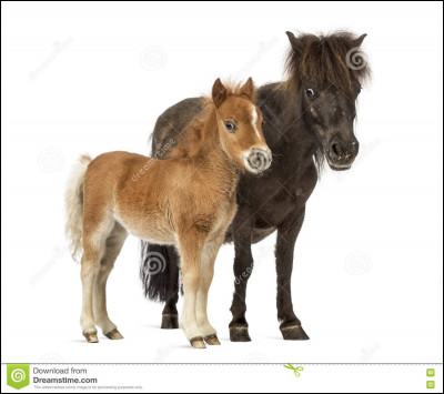 Pour savoir quel poney tu peux monter, quelle est ta taille ?