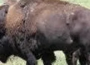 Quiz Le mli-mlo des animaux