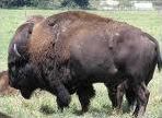 Quiz Animaux