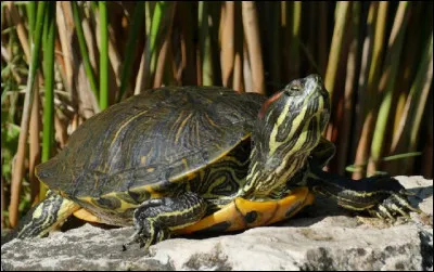 Quelle tortue est une espèce invasive en France ?