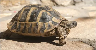 À quelle classe les tortues appartiennent-elles ?