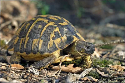 Quelle tortue est la seule tortue terrestre de France métropolitaine ?