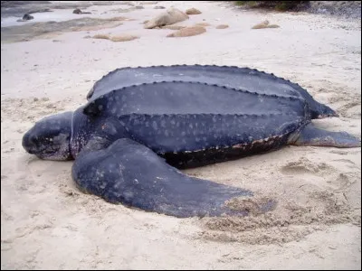 Quel est le nom de la plus grande tortue marine ?