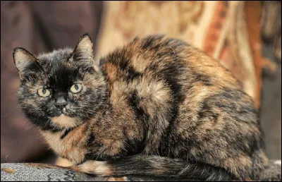 Chez les chats, les robes ''écaille de tortue'' sont portées presque exclusivement par les femelles.