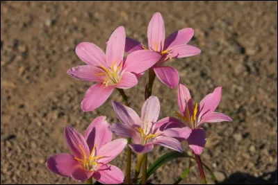 Dans la mythologie grecque, qui était le vent d'Ouest ?