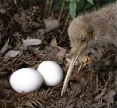 Dans quel pays le Kiwi vit-il ?