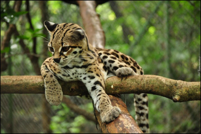 Qui est ce petit félin, appelé aussi chat tigre, qui vit dans les forêts tropicales d'Amérique du Sud ?