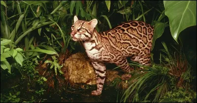 Voici un autre petit félin, plus commun, qui lui vit dans toute l'Amérique. Qui est-ce ?