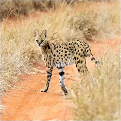 Voici un dernier petit félin. Il possède une excellente ouïe, et vit dans la savane, en Afrique. C'est :