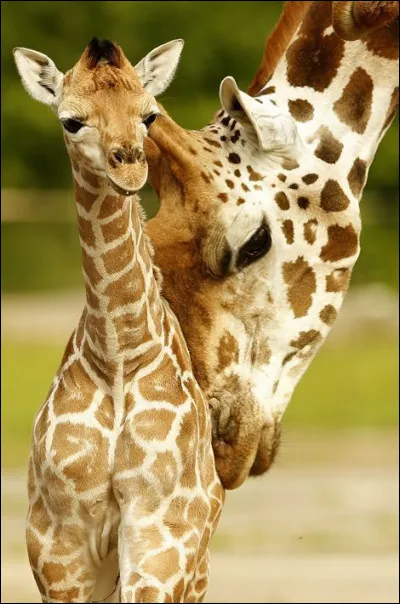 Vrai ou faux : le bébé girafe a une chance sur deux de mourir à la naissance ?
