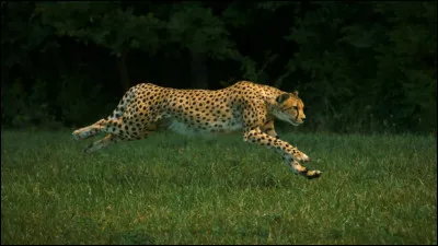 Quelle est la vitesse de pointe du guépard ?