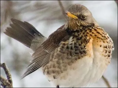 Quand elle crie, on dit quune grive...