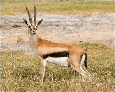 Vrai ou faux : la gazelle ne peut pas transpirer.