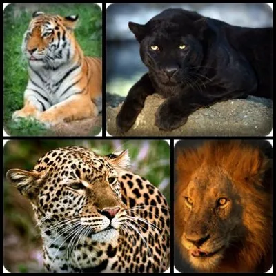 Quel est le seul félin qui ne peut pas rentrer ses griffes ?