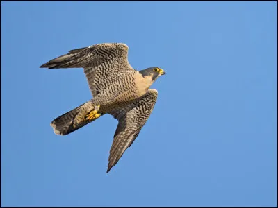 Comment s'appelle cet oiseau qui est le plus rapide au monde ?