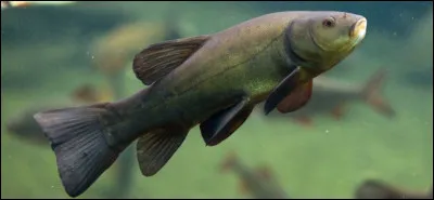 Jour 25. Poisson d'eau douce de la famille des cyprinidés qui se rencontre en Eurasie.