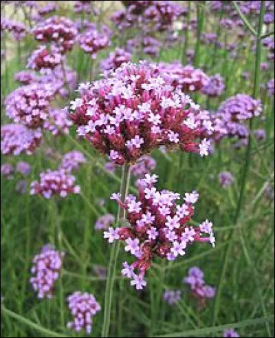 Jour 27. Aussi appelée herbe sacrée, veine de Vénus, herbe aux sorcières ou herbe à pigeon, c'est une plante herbacée de la famille des Verbénacées.