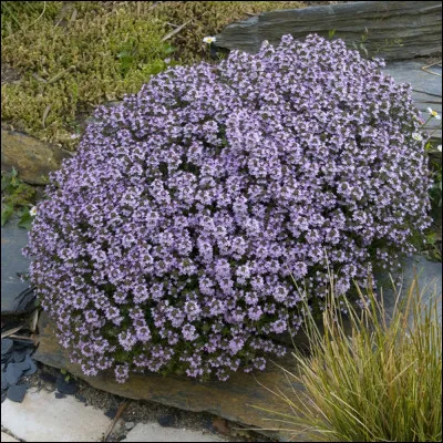 Jour 28. Cette herbe de Provence fait partie du bouquet garni dans beaucoup de préparations culinaires.