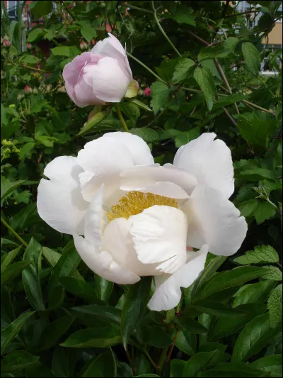 Jour 29. Lespèce la plus courante est Paeonia lactiflora, parfois appelée (...) de Chine.