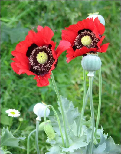 Jour 18. C'est le nom commun de diverses plantes de la famille des Papavéracées comme l'illette et le coquelicot.