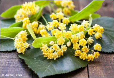 Jour 19. Les vertus apaisantes, calmantes et antispasmodiques des fleurs sur le système nerveux font la renommée de cet arbre de la famille des Tiliacées.