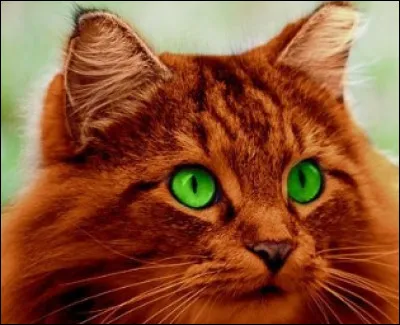 Ma mère est Fleur de Saule.