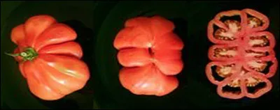 Quelle est cette variété de tomate charnue à deux loges ?