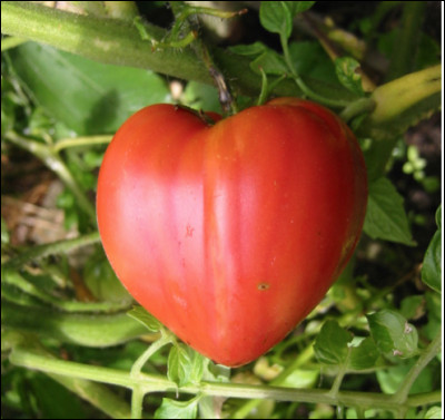 Quelle est cette variété de tomate d'origine italienne en forme de coeur ?
