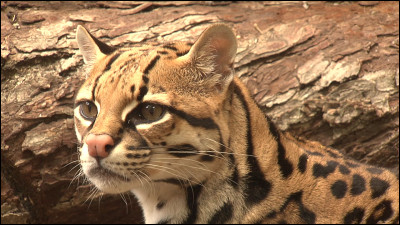 Est-ce un ocelot ?