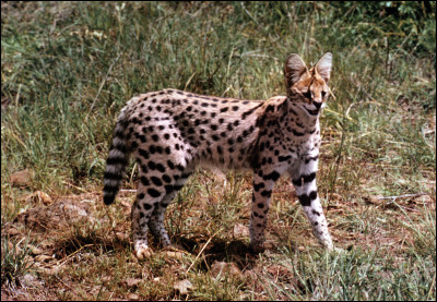 Cet animal est-il un serval ou un caracal ?