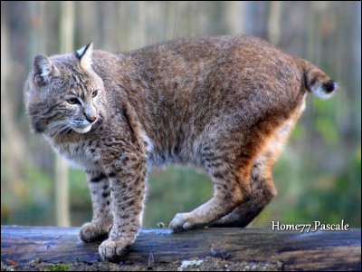 C'est un Lynx...