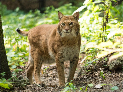 Est-ce un lynx ou un bobcat ?