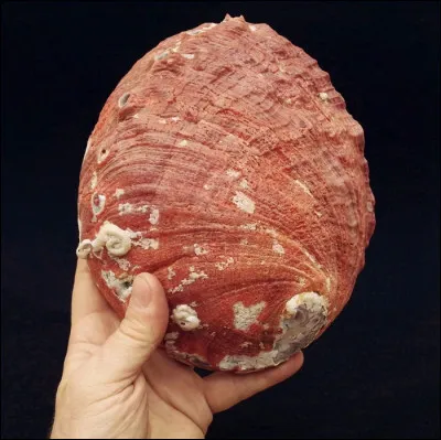 Quel est ce fruit de mer réputé en Californie, dont le diamètre peut atteindre 30 cm ?