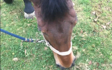 Quiz Galop 1