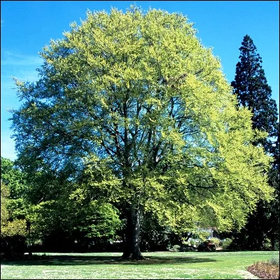 Comment appelle-t-on le fruit du h&ecirc;tre ?