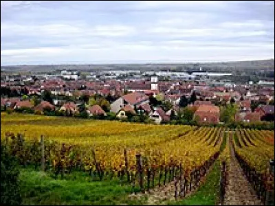 À Marlenheim, quel animal ne faut-il pas suivre sous peine de finir noyé ? (1 réponse)