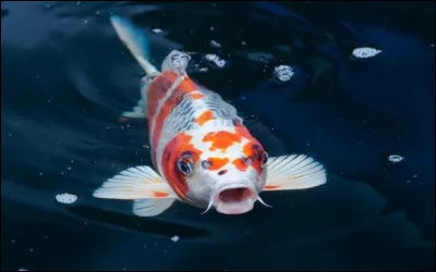 Un objet japonais a été appelé bouche de carpe, lequel ?