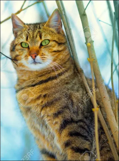 Bien qu'en photo, on sait que c'est à l'évidence :