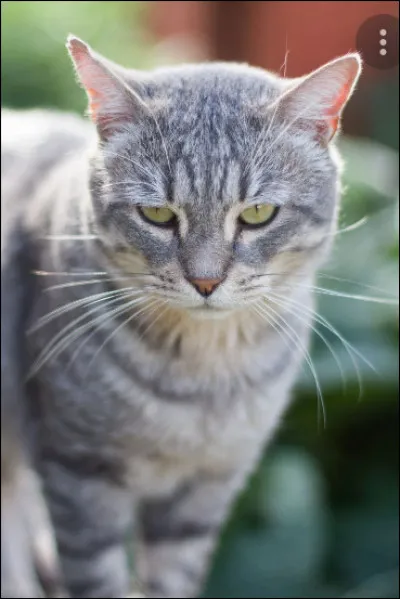 Mon meilleur ami a essay&eacute; de m'en dissuader, mais je n'ai pas pu m�emp&ecirc;cher d'aimer cette chatte morte en mettant au monde nos deux petits formidables.