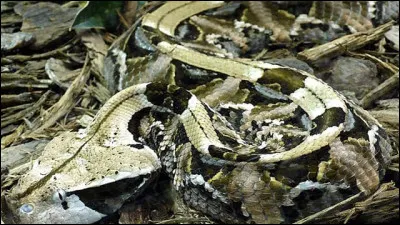 C'est l'un des prédateurs les plus patients du monde, il peut rester à l'affut pendant des heures, et même plusieurs jours !